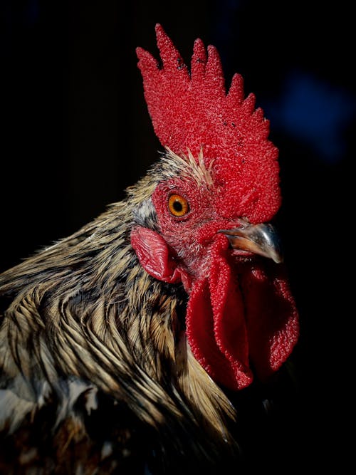 Close-up Photo of a Rooster