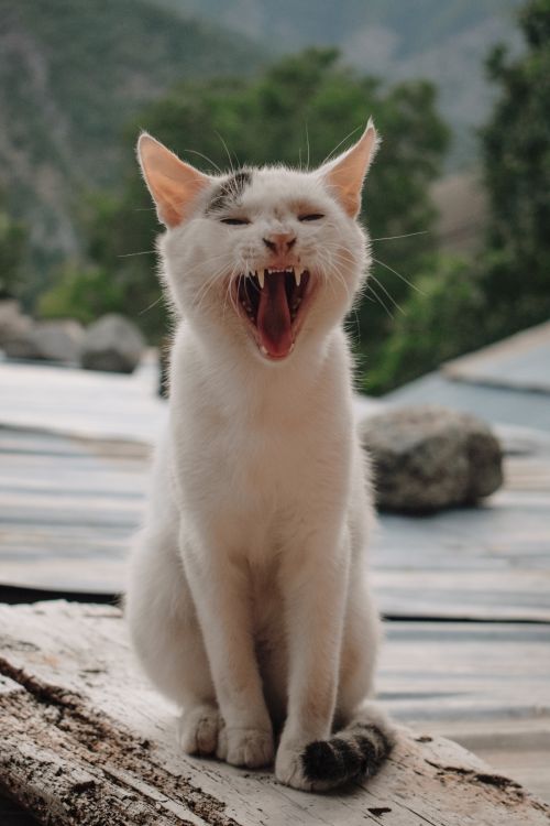 Free A fluffy white cat yawning on a wooden surface, set against a natural outdoor backdrop. Stock Photo