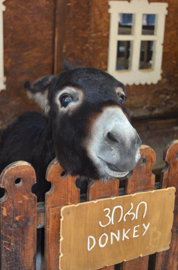 Black Donkey Behind Fence