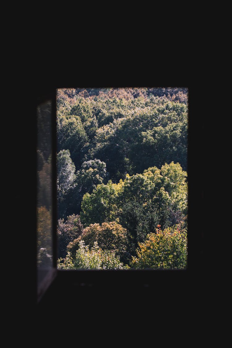 View Of The Forest From A Window 