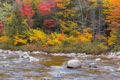 Photos gratuites de automne, cailloux, coloré