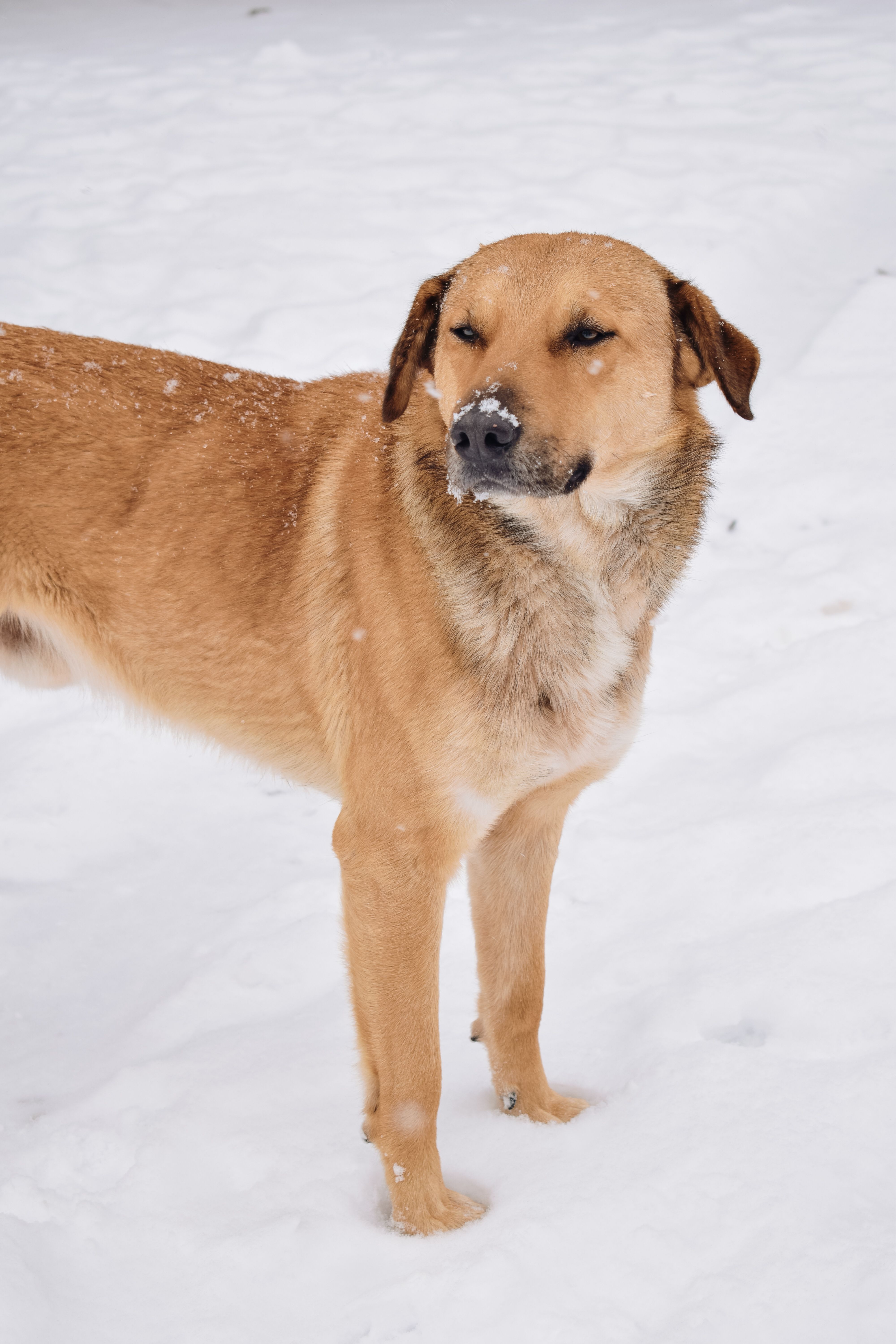 Dog Standing in the Snow · Free Stock Photo