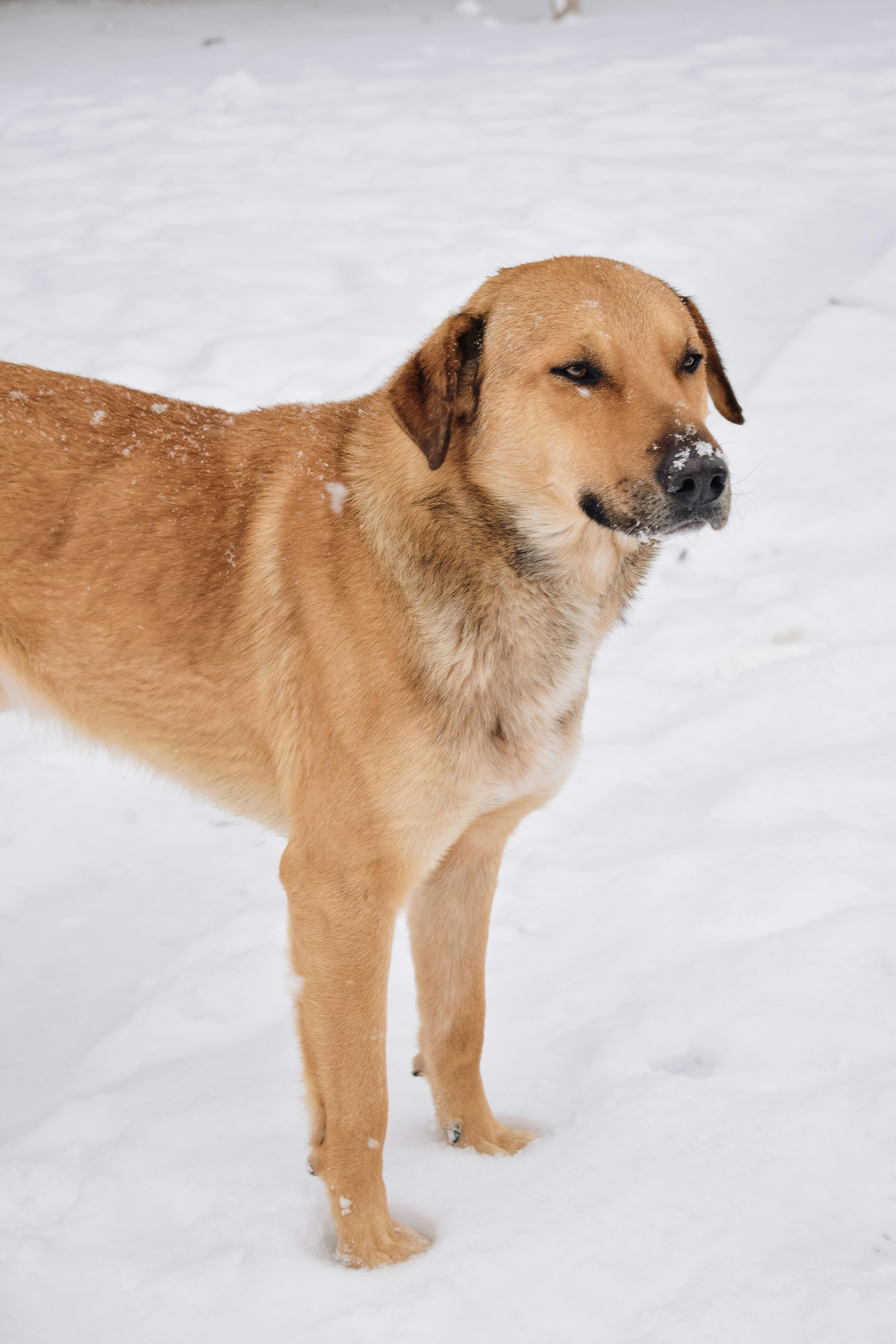 A Chinook dog stands on snowy ground during winter, showcasing its tan coat in a serene outdoor setting.