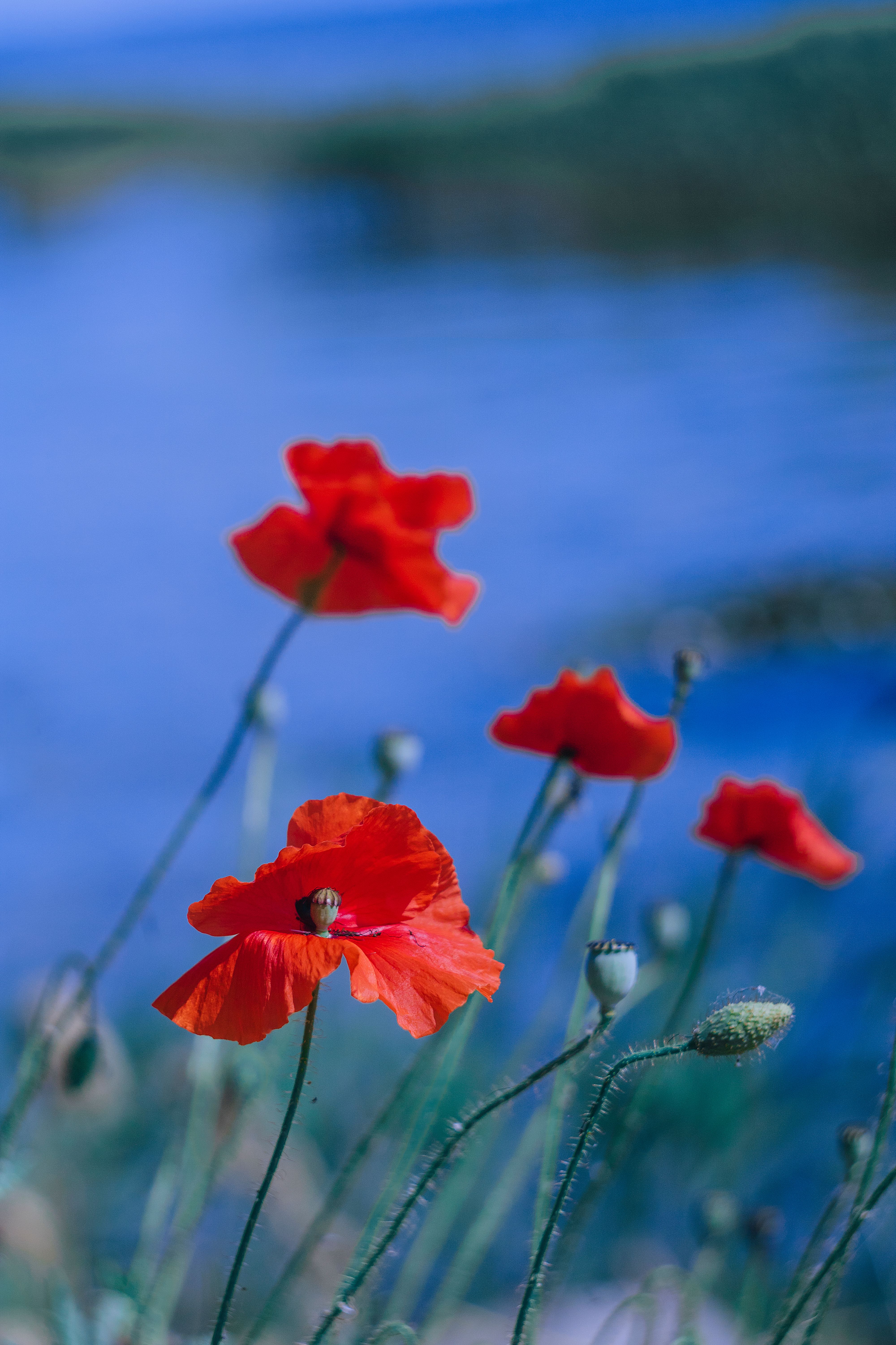 Red Flowers in Middle of Grass Field · Free Stock Photo