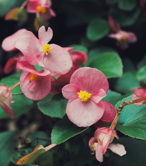 Close-up of Begonia Flowers 