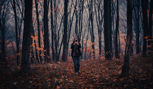 Fotobanka s bezplatnými fotkami na tému chôdza, jeseň, les