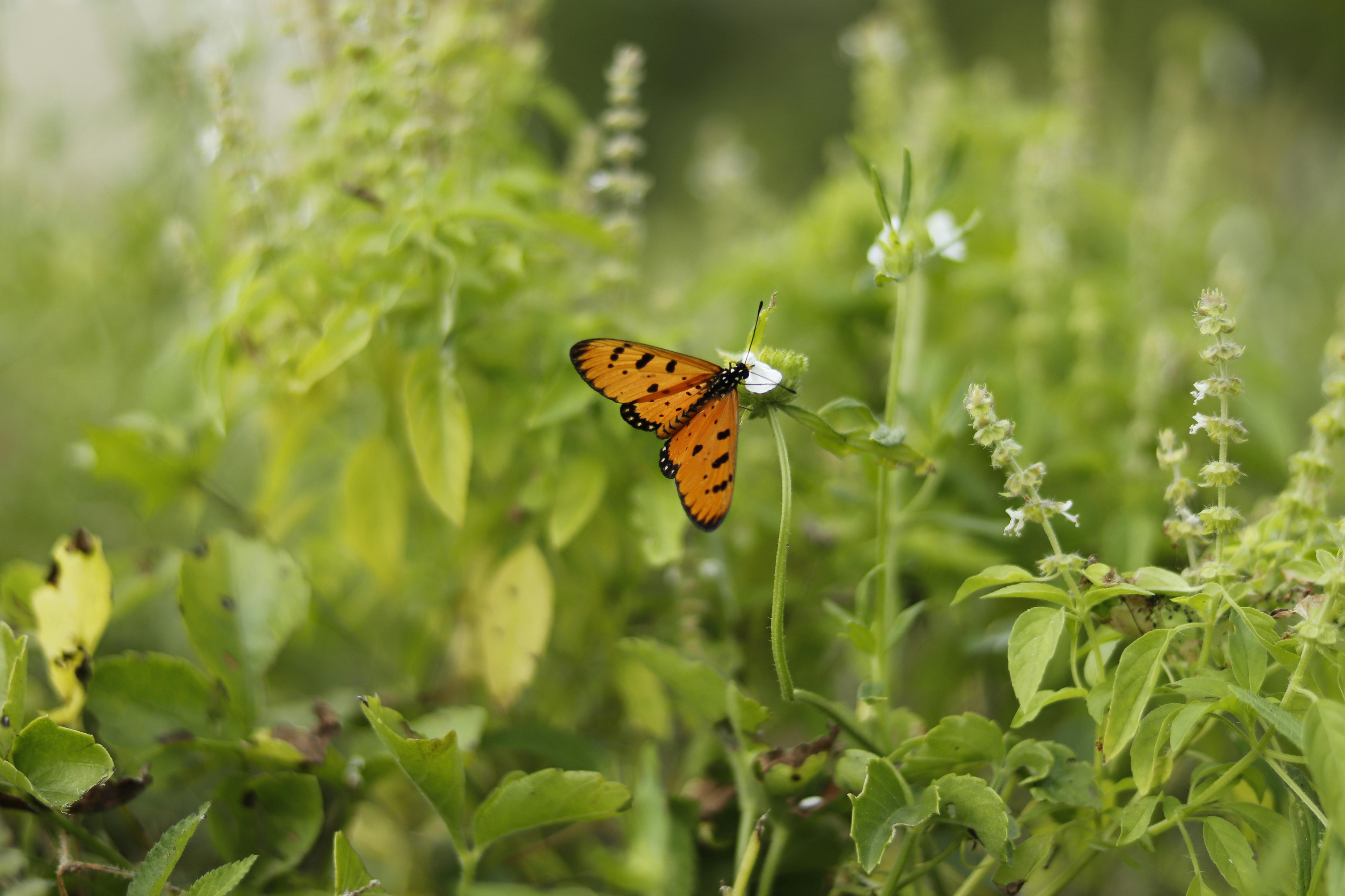 free stock photo of beauty in nature butterfly desktop pexels