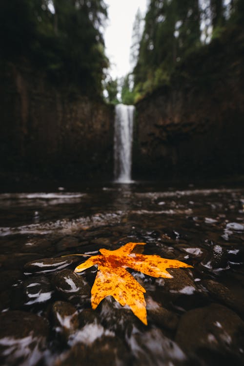 Close-up of a Yellow Maple Leaf Lying in Abiqua Falls