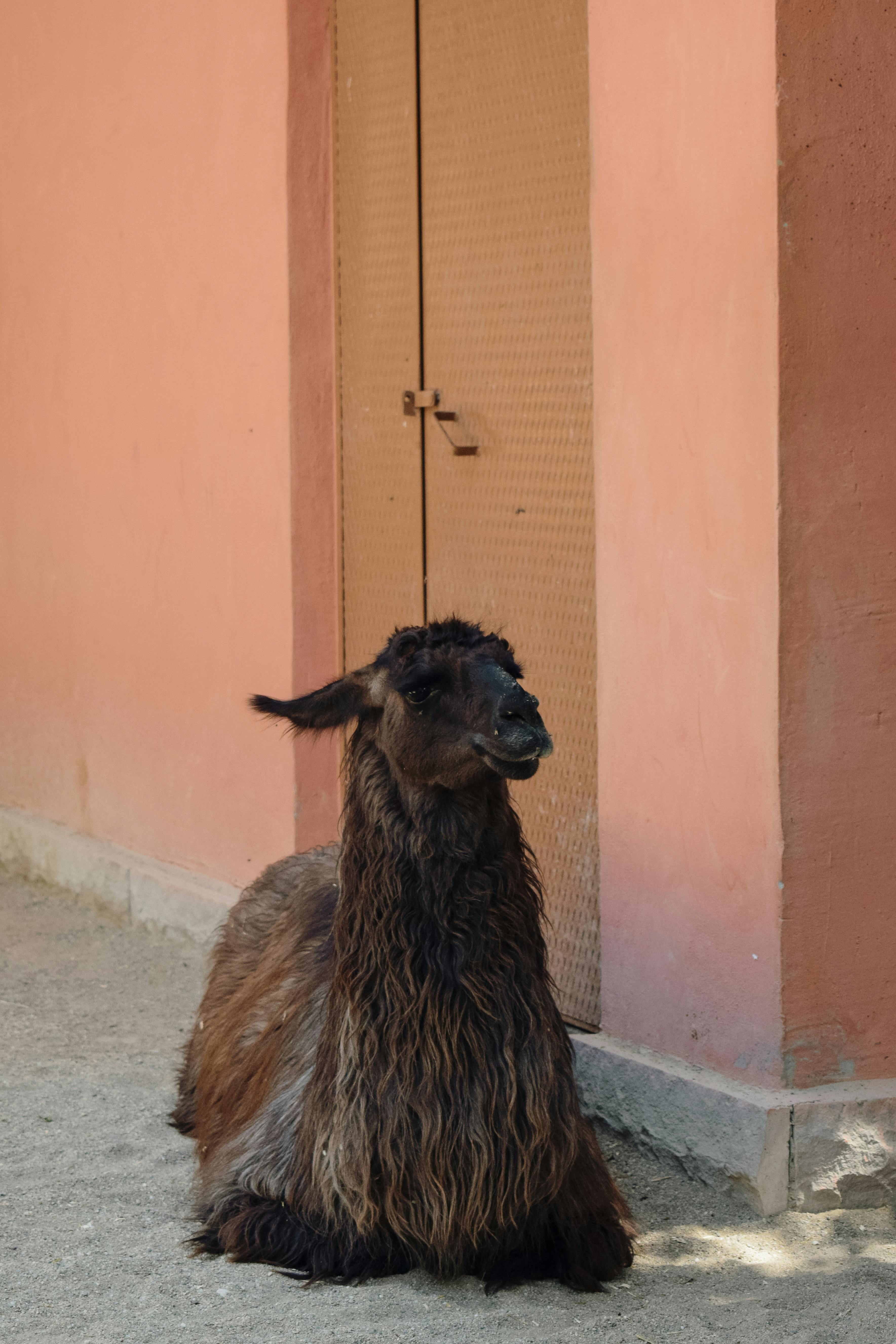 Llama Lying Down Near Wall And Door · Free Stock Photo