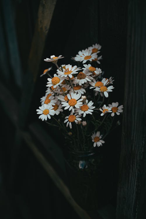 คลังภาพถ่ายฟรี ของ ขาว, ช่อดอกไม้, ดอกเดซี่
