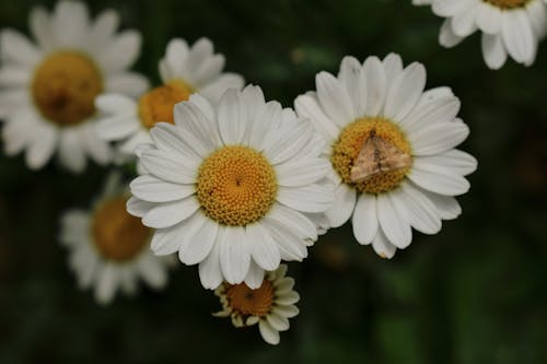 Kostnadsfri bild av blommor, djur, friskhet