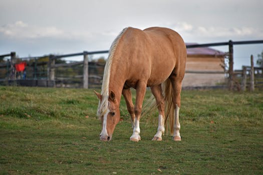 A beautiful palomino horse grazing in a serene rural pasture surrounded by fences.