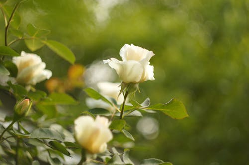 Fotobanka s bezplatnými fotkami na tému biele ruže, čerstvosť, kvety