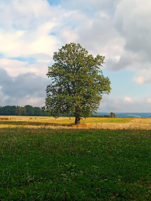 ağaç, alan, çayır içeren Ücretsiz stok fotoğraf