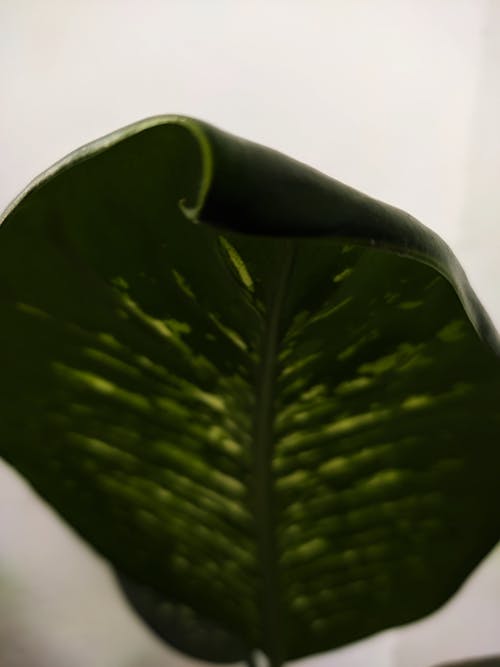 leaf 