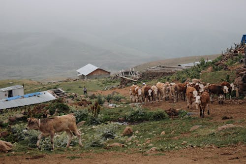 Herd of Cattle on Farm
