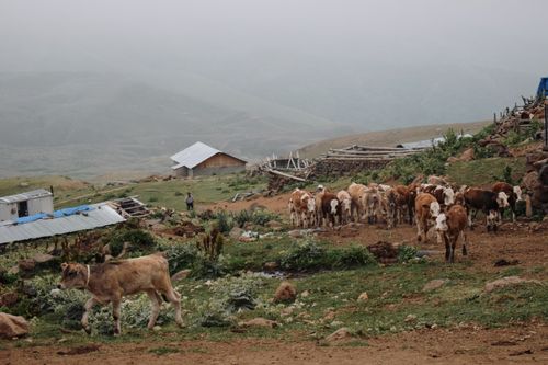 Free Herd of cattle grazing in a foggy rural farm landscape, surrounded by hills and rustic buildings. Stock Photo