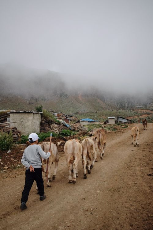 Free Boy leading a herd of cattle along a misty dirt road in a rural village setting. Stock Photo