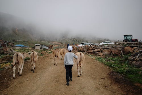 Boy Leading Cows in Village