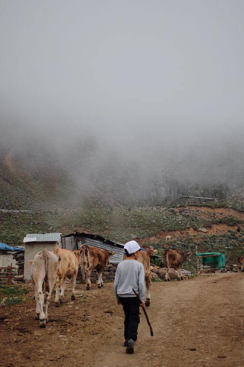 Free A child walks behind cows on a foggy rural path, evoking a serene countryside scene. Stock Photo