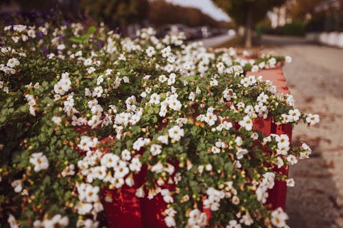 Gratis stockfoto met bloemblaadje, bloemen, bloemenbed