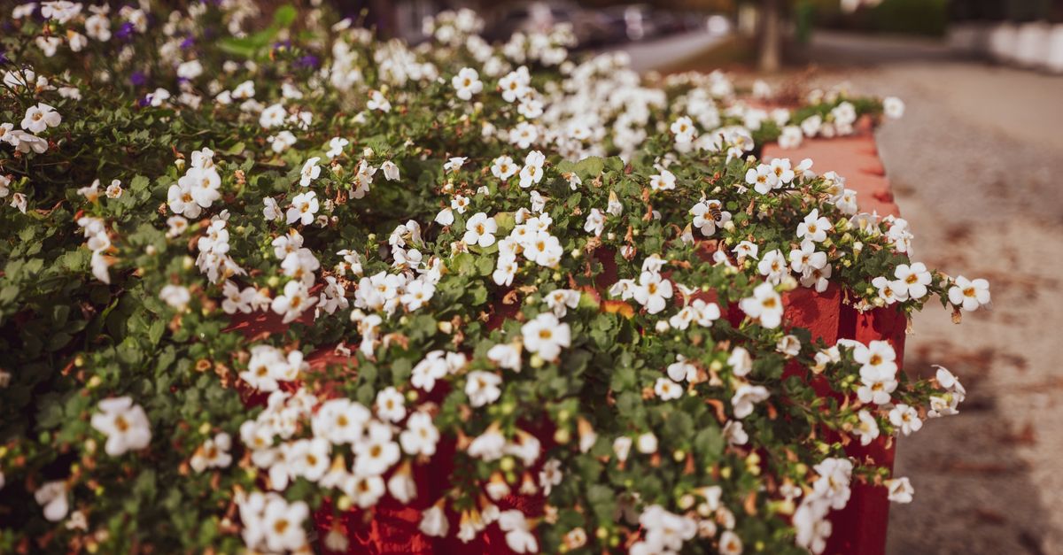 Elegant white Bacopa flowers cascade over a vibrant red planter in a picturesque outdoor setting. - Evidence evidence guide for bacopa focus randomized trial