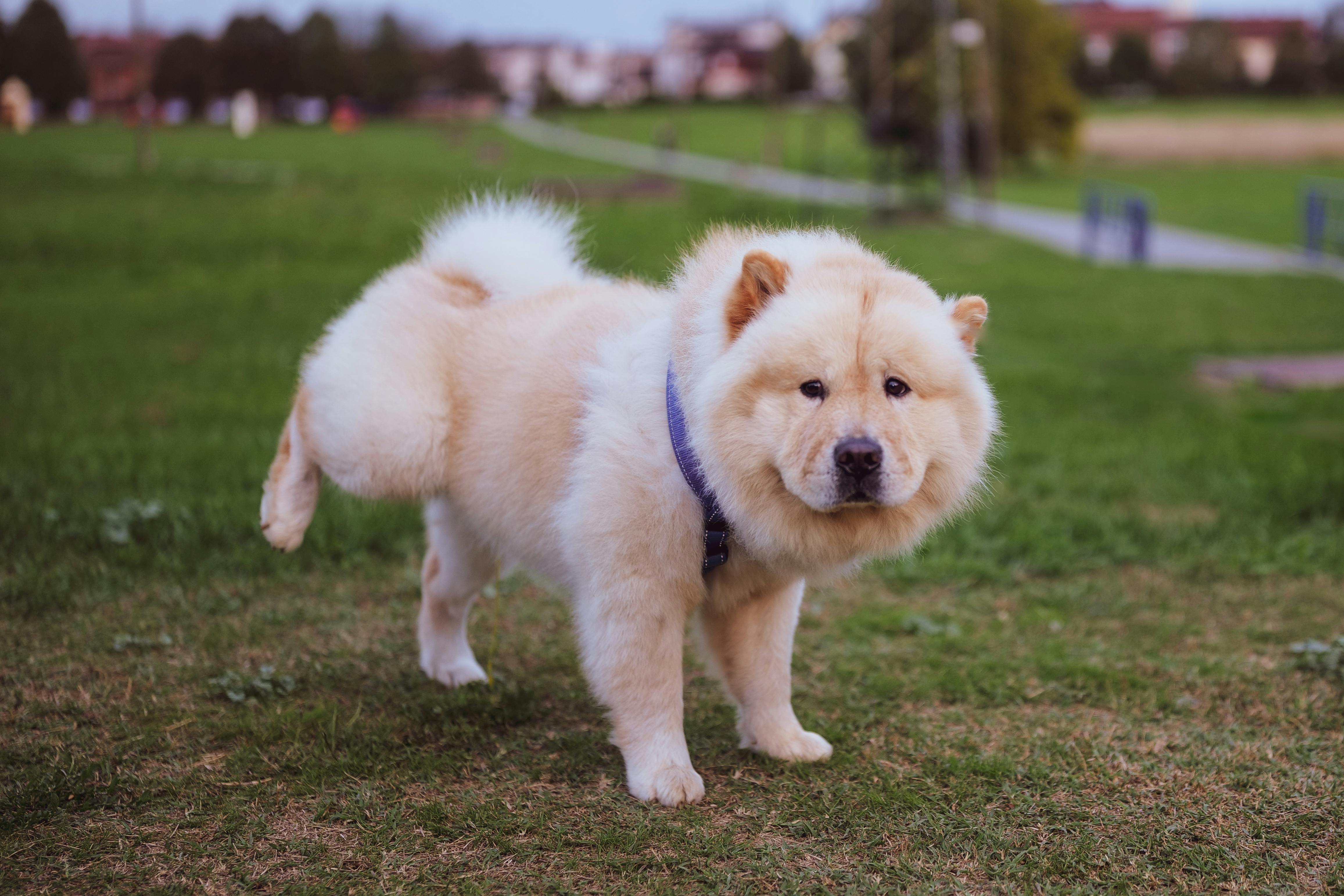 A Chow Chow Dog Peeing in a Park · Free Stock Photo