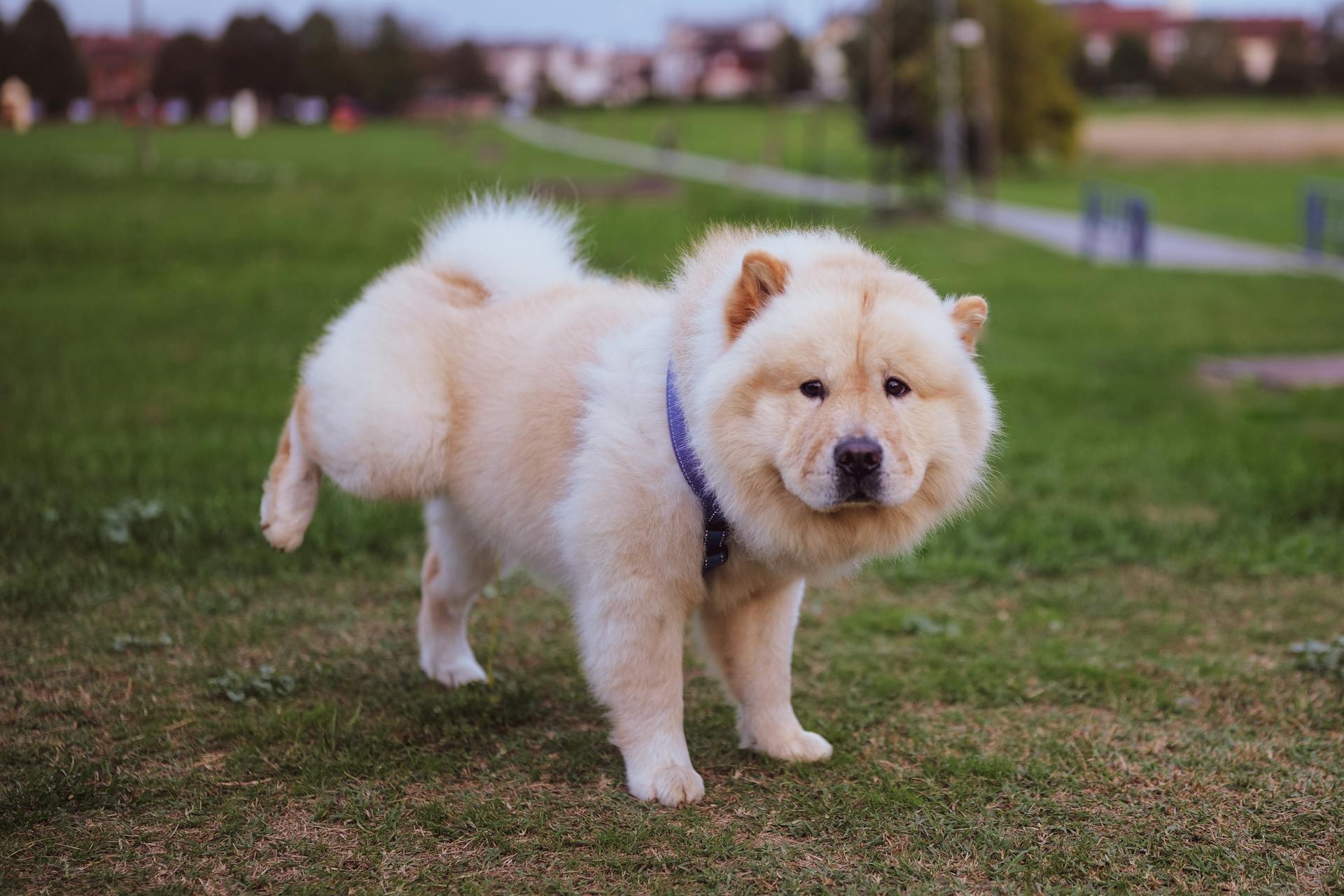 A Chow Chow Dog Peeing in a Park