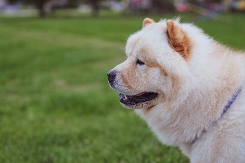 Free Close-up of a fluffy chow chow dog enjoying a sunny day in a park. Stock Photo