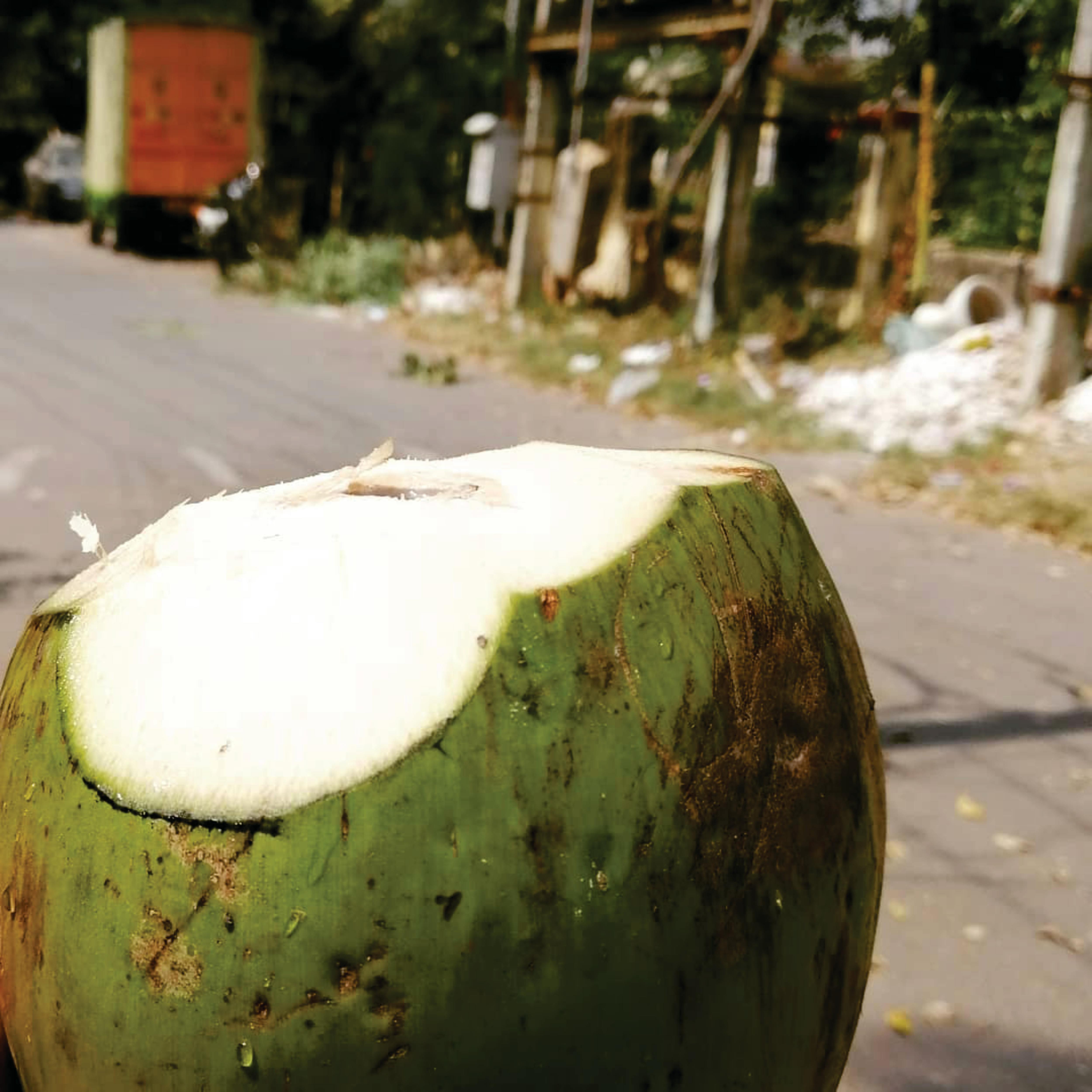 Free stock photo of coconut, coconut tree, coconut trees