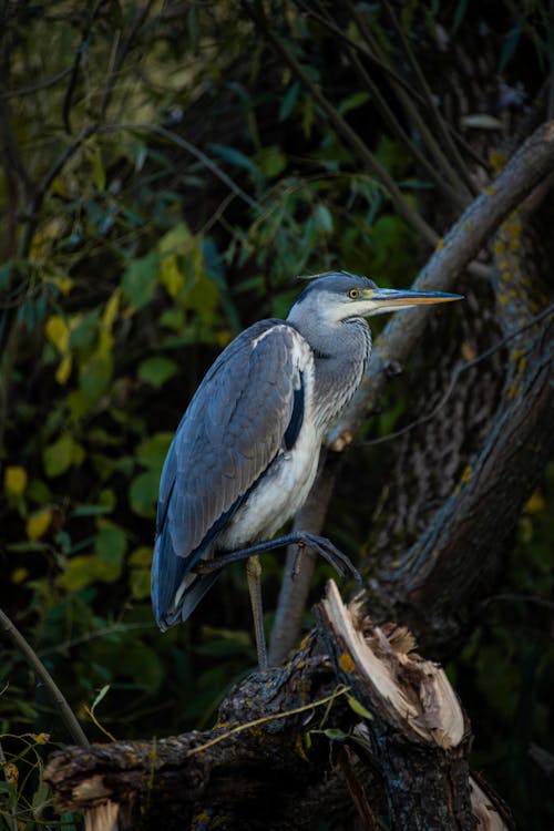 Gray Heron on Tree