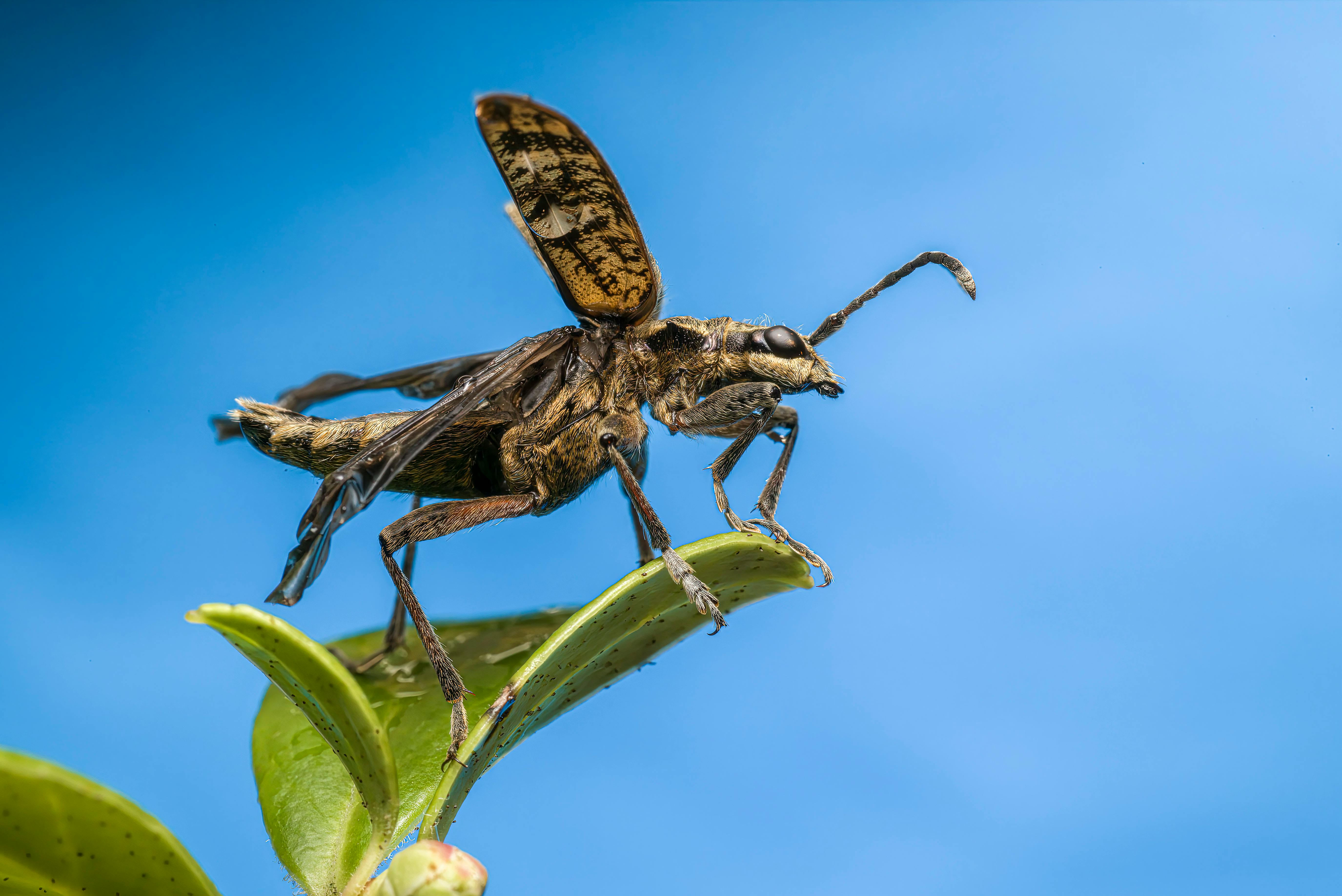 a large insect on top of a plant