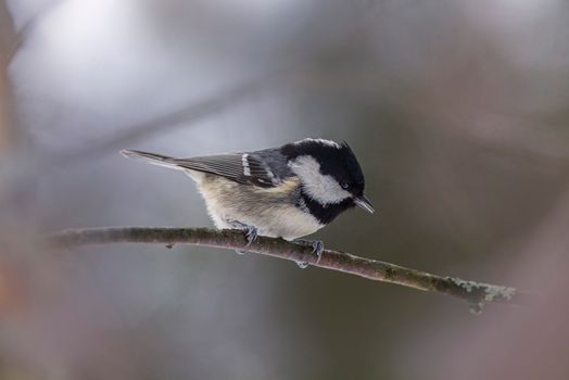 Close-up of a Coal Tit perched on a frosty branch during winter.