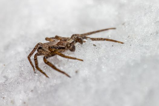 A small spider is sitting on top of some snow
