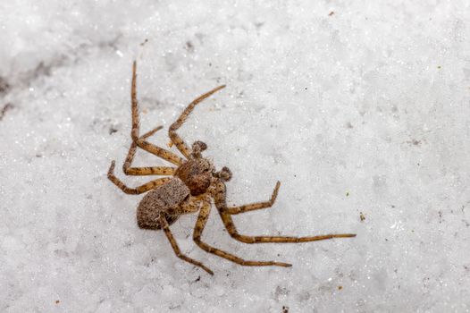 A spider is sitting on top of some snow