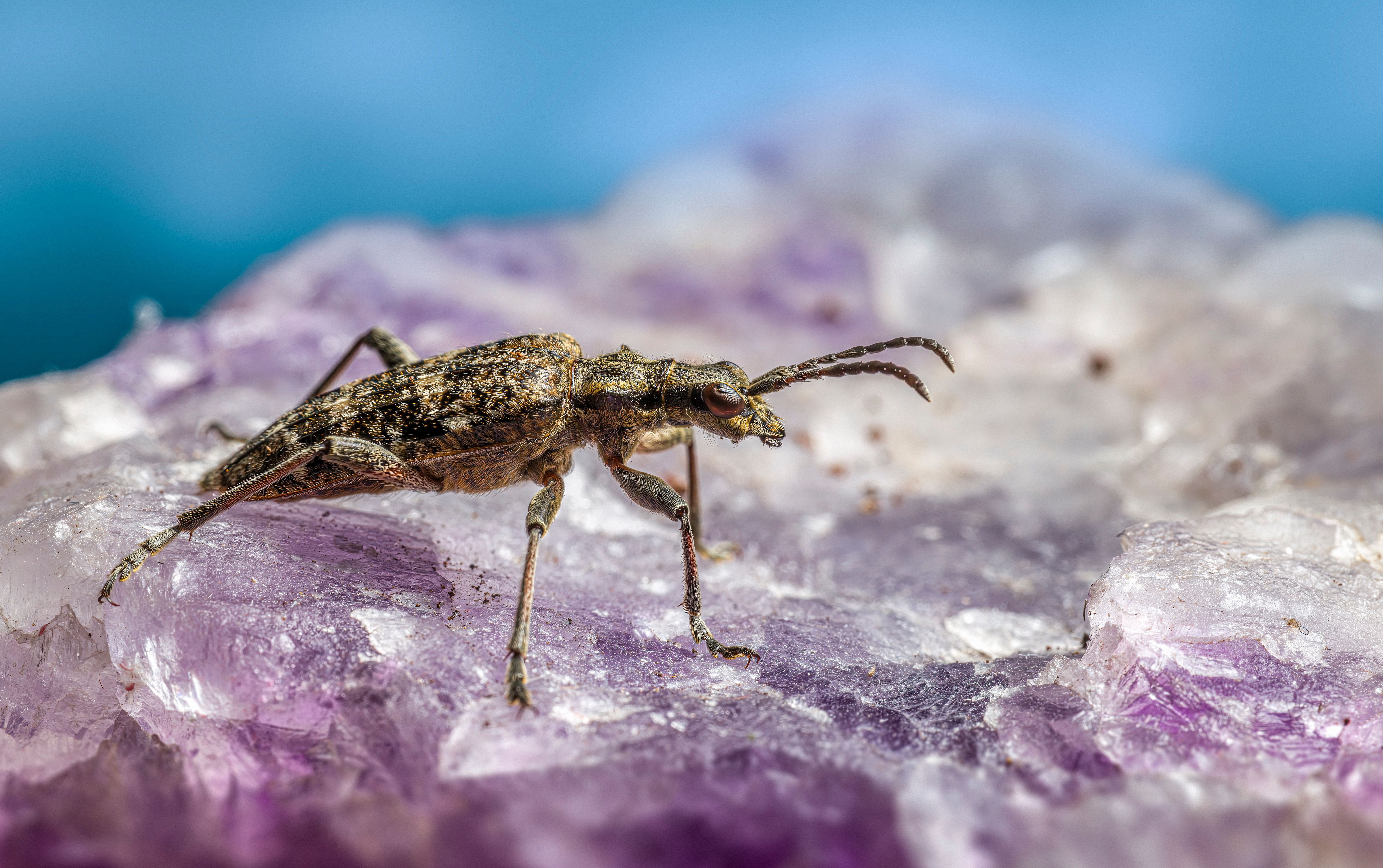 Close-up view of Rhagium Mordax beetle resting on an amethyst crystal.