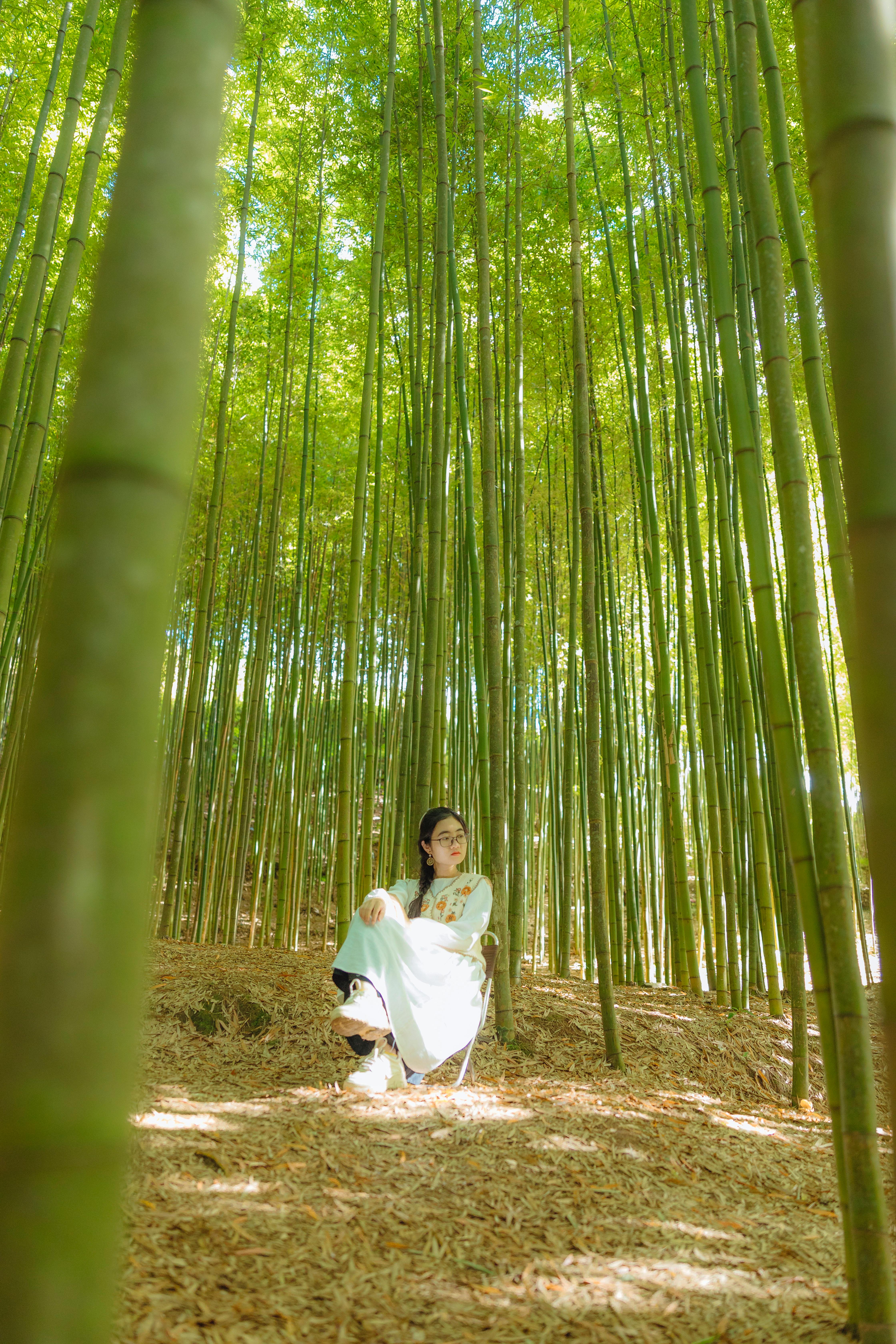 An Asian woman sits peacefully amidst towering bamboo trees in a vibrant forest setting.