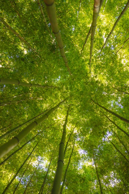 Free Upward view of a dense, vibrant bamboo forest showcasing lush green foliage and tall bamboo stalks. Stock Photo