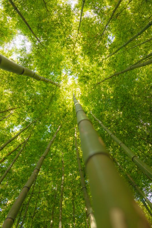 Free Capture the essence of nature with this stunning upward view of a lush bamboo forest. Stock Photo