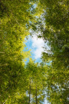 A tranquil upward view of lush green bamboo trees against a clear blue sky.