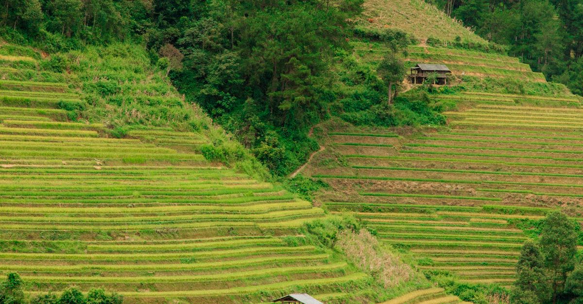 Banners Rice Field Landscape with Rice Fields · Free Stock Photo