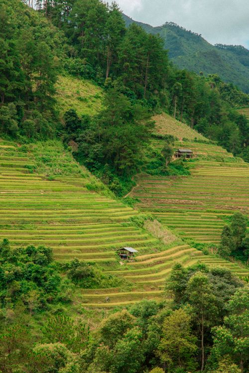 Free A stunning view of terraced rice fields amid a verdant rural landscape, capturing the beauty of agriculture. Stock Photo