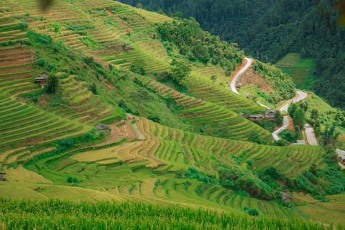 Imagine de stoc gratuită din agricultură, câmpuri, deal