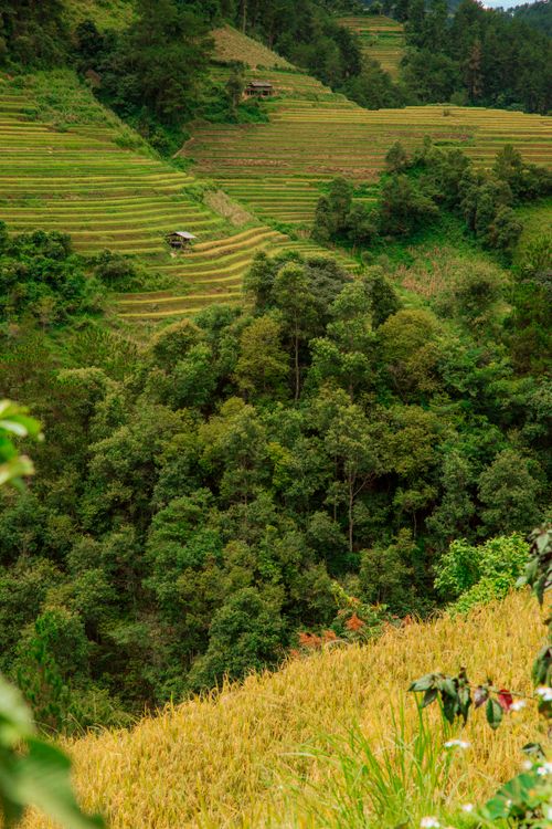 Free Serene view of lush terraced fields and dense green forest under a cloudy sky, perfect for nature enthusiasts. Stock Photo