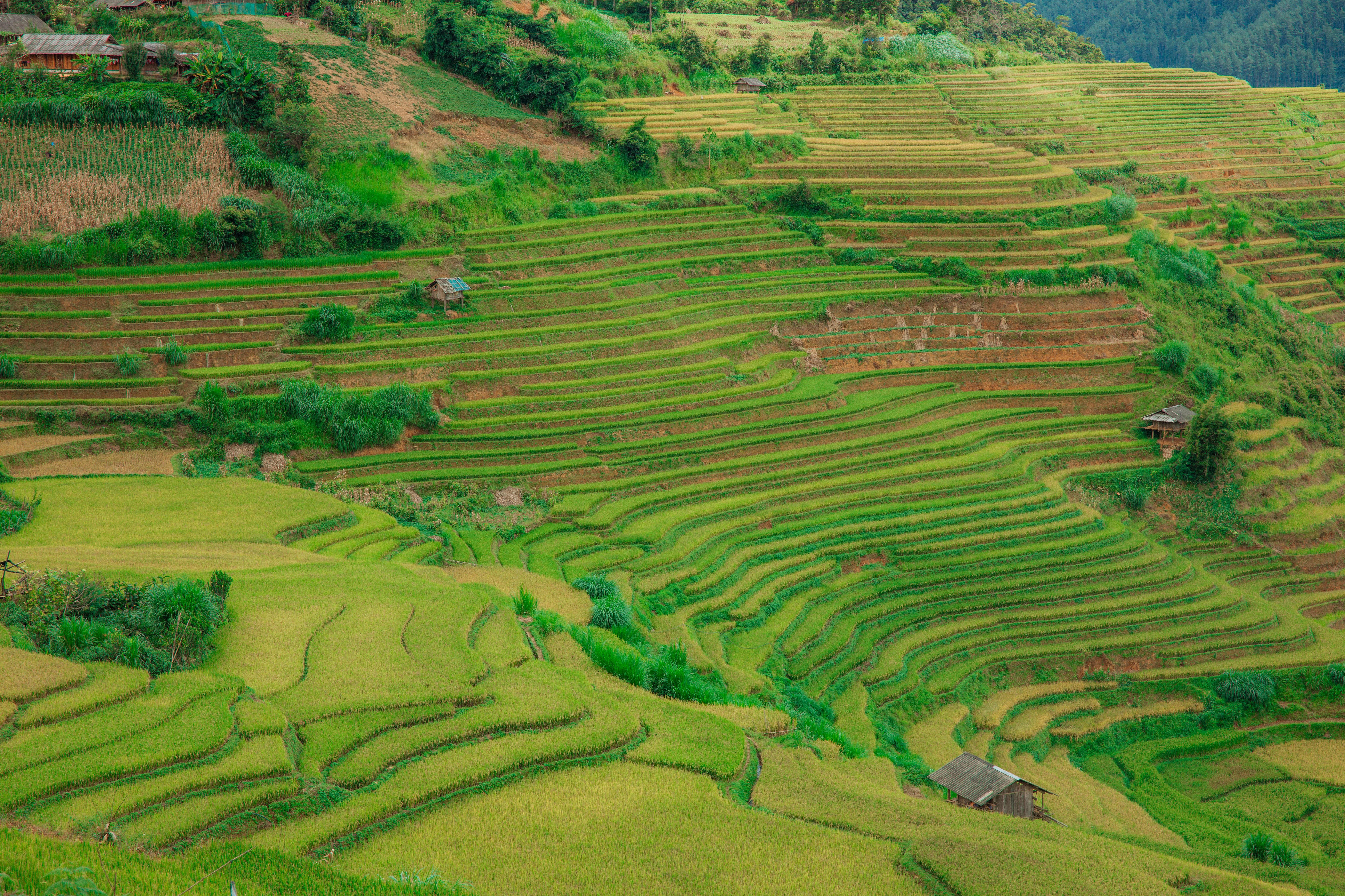 Lush Terraced Rice Fields in Southeast Asia · Free Stock Photo