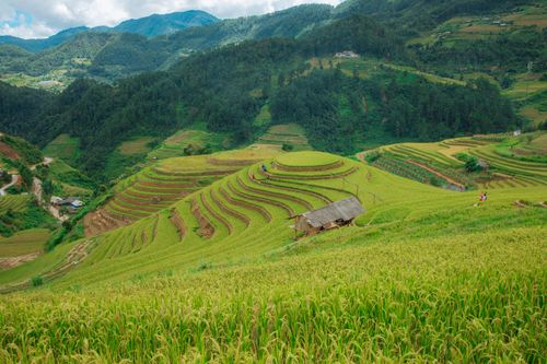 Free Stunning aerial view of green terraced rice fields nestled in a picturesque mountainous valley. Stock Photo