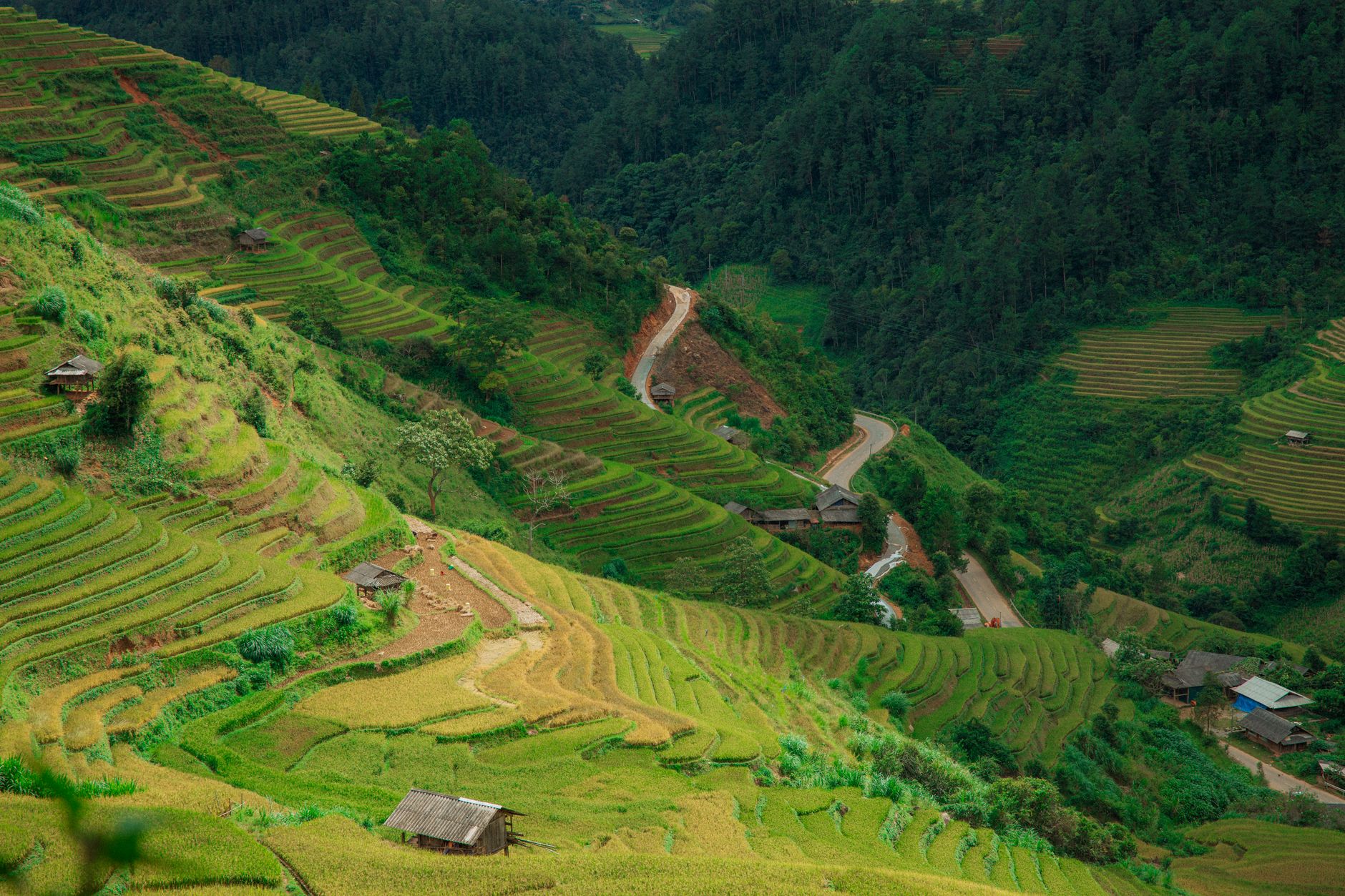 Scenic view of vibrant green terraced rice fields on a hillside, creating a calming, natural pattern.