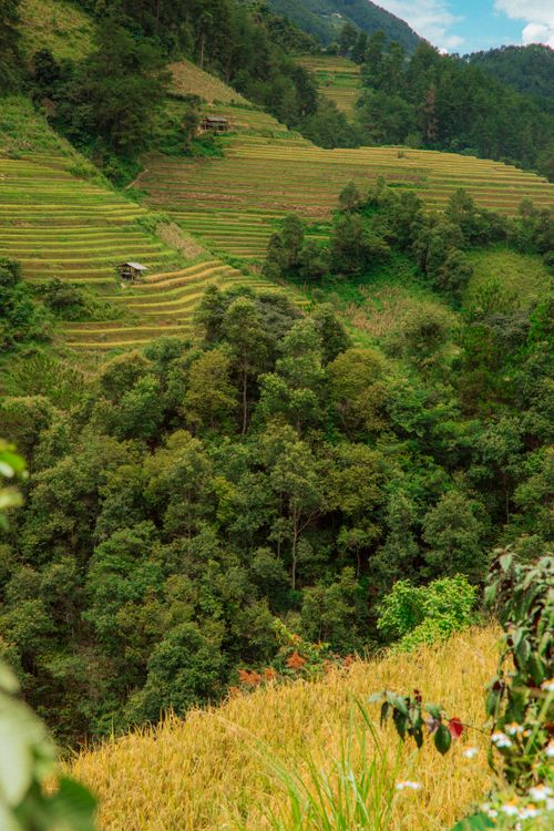 Free A breathtaking view of lush terraced fields and dense forest in a rural landscape during the day. Stock Photo