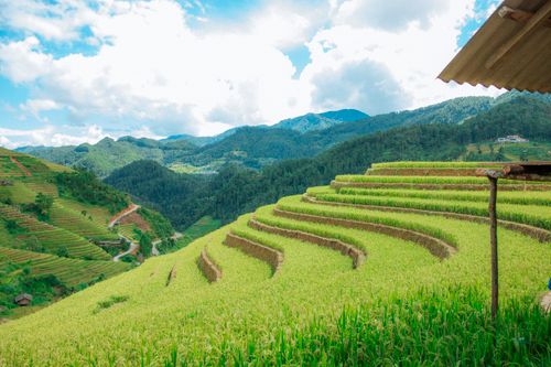Free Vibrant terraced rice fields with scenic mountain backdrop and blue sky. Stock Photo