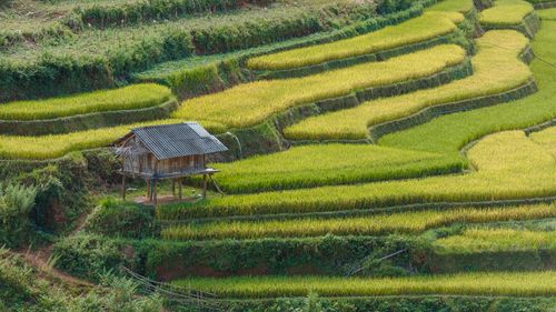 Free Scenic aerial view of vibrant green rice terraces with a wooden hut in a rural setting. Stock Photo